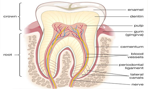 Illustration of a tooth showing the location of the periodontal ligament as done at Premier Holistic Dental in beautiful Costa Rica.  The illustration shows a cross-section of a tooth.